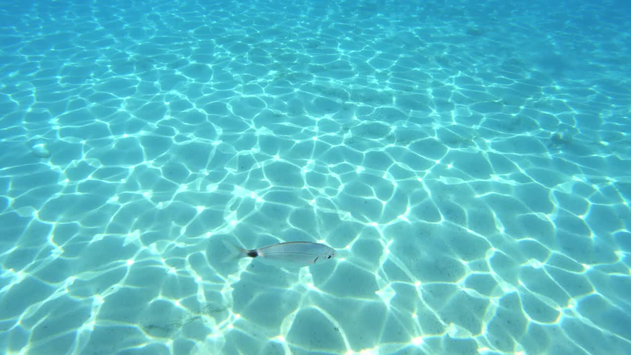 两条小鱼在水下游泳，阳光在沙滩上弹跳视频素材