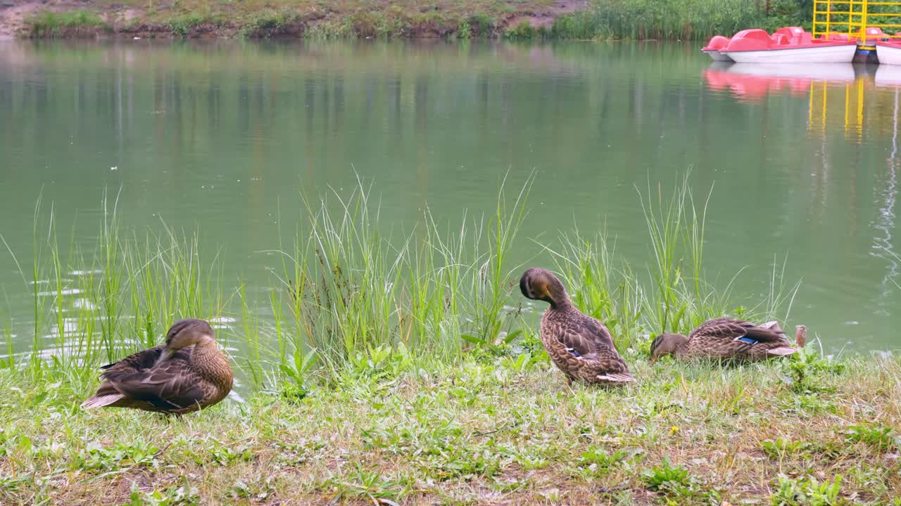 三只野鸭安静地清理着羽毛，在湖边的草地上发出嘶嘶声，海鸥在水面上飞翔。野鸭在池塘里游泳视频素材