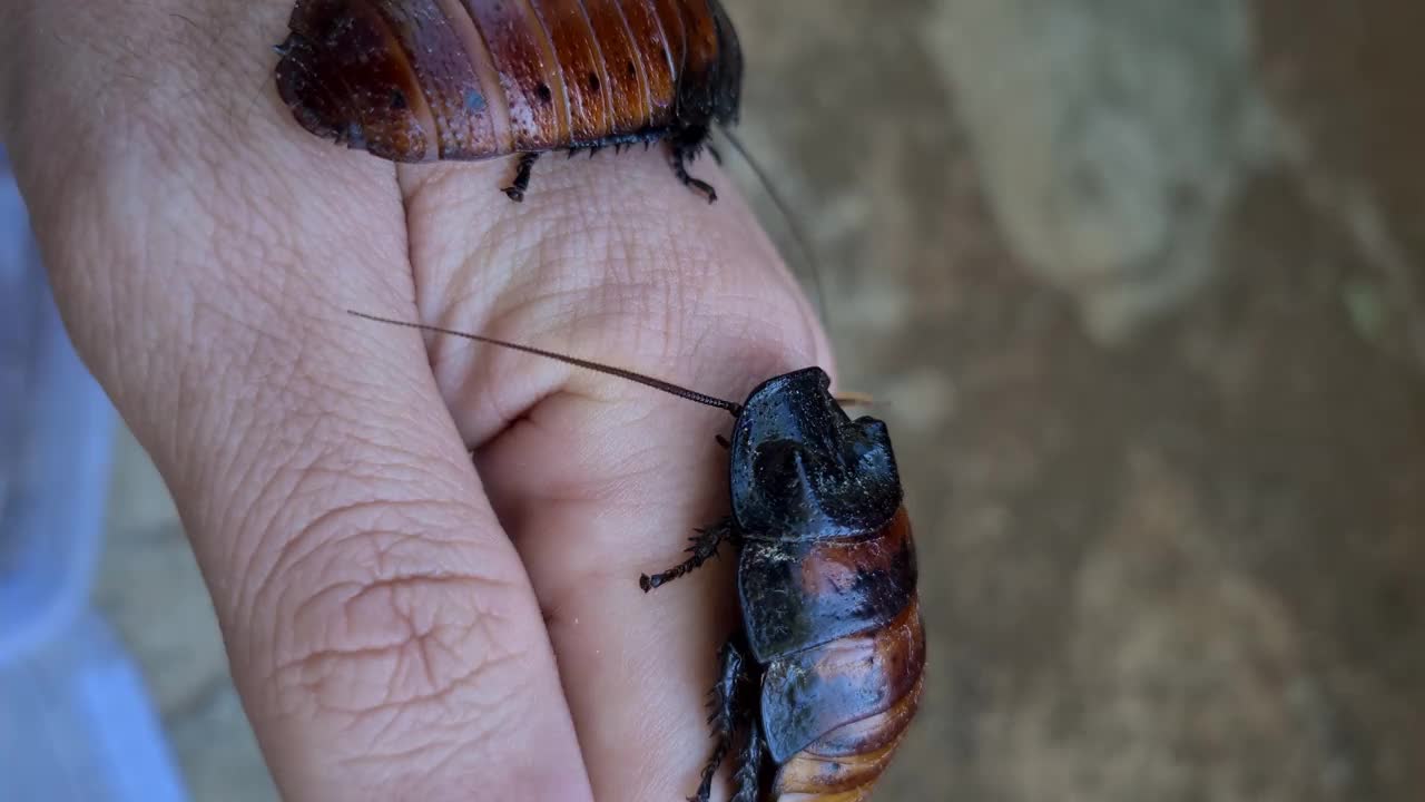 马达加斯加嘶嘶蟑螂(Gromphadorhina portentosa)，又称嘶嘶蟑螂视频素材