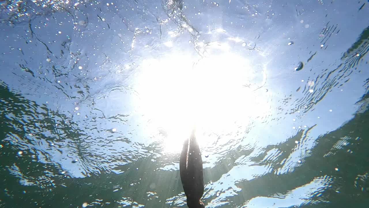 在地中海水下游泳的野生章鱼。近距离观察章鱼。视频素材