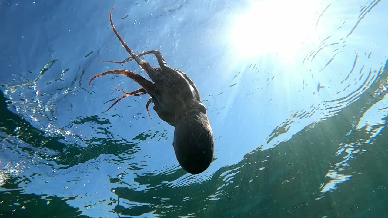 在地中海水下游泳的野生章鱼。近距离观察章鱼。视频素材