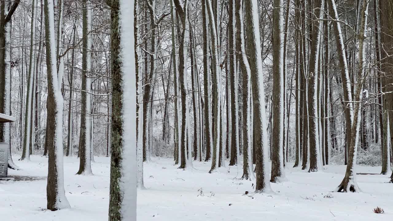 雪在树上视频素材