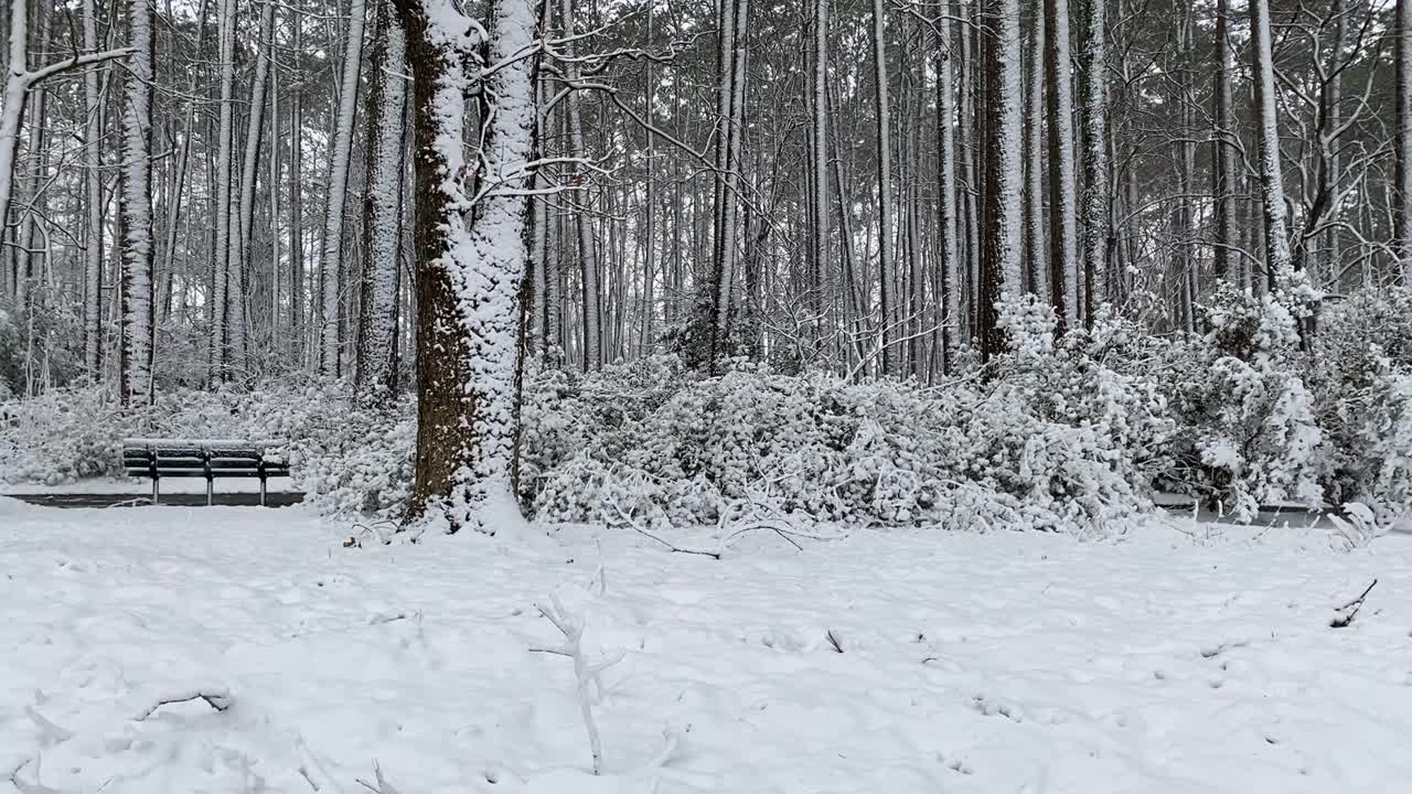 雪在树上视频素材