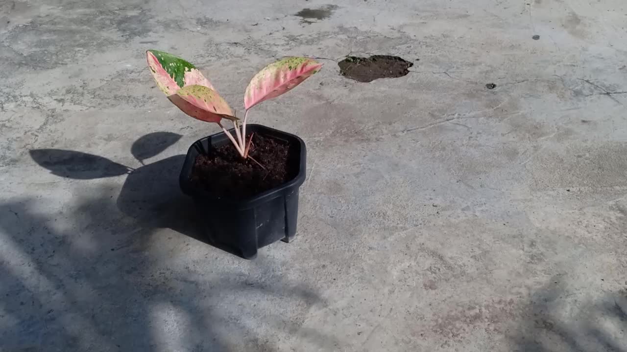 在花盆中生长的室内植物视频素材