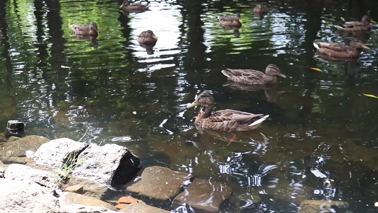 野鸭在湖里游泳。视频下载