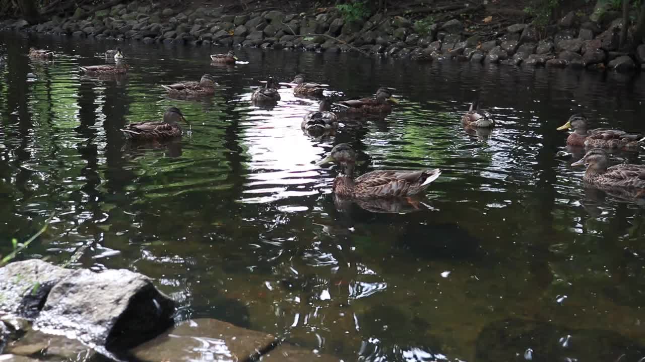 野鸭在湖里游泳。视频下载