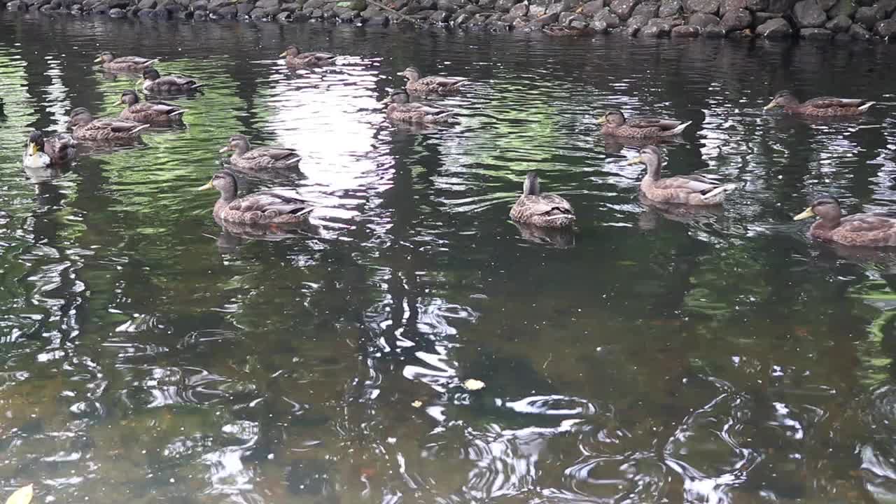 野鸭在湖里游泳。视频下载