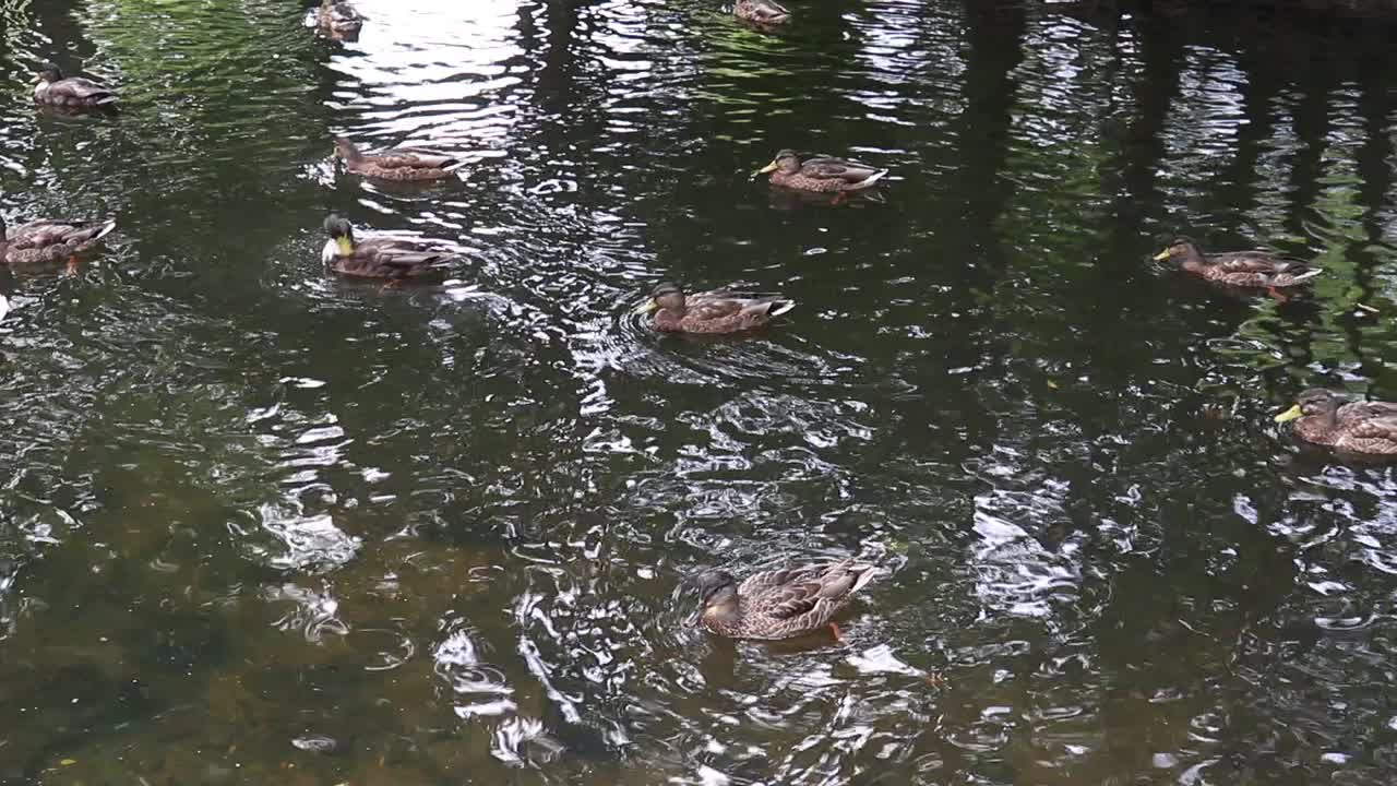 野鸭在湖里游泳。视频下载