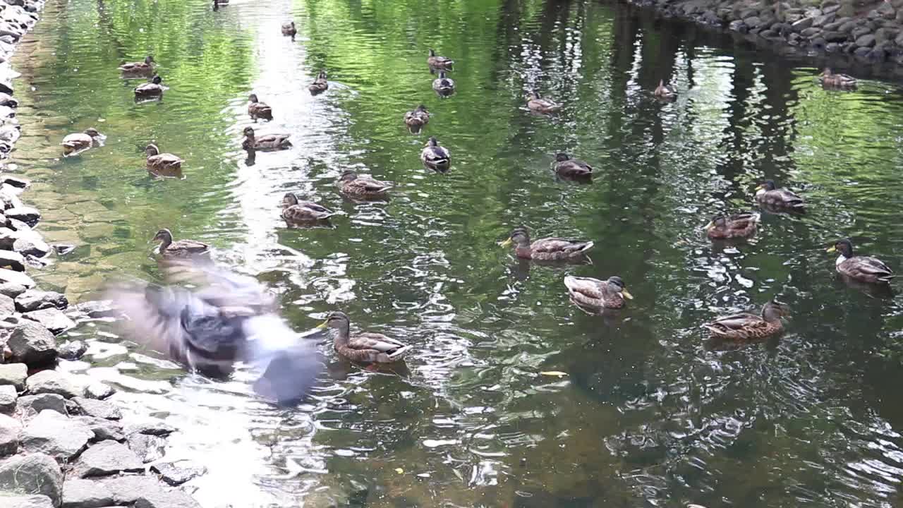 野鸭在湖里游泳。视频素材