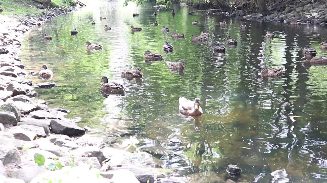 野鸭在湖里游泳。视频素材