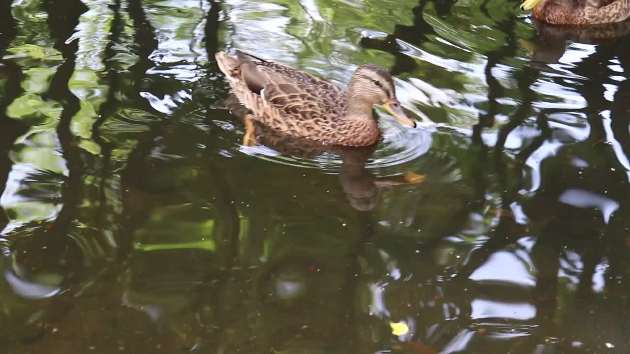 野鸭在湖里游泳。视频素材