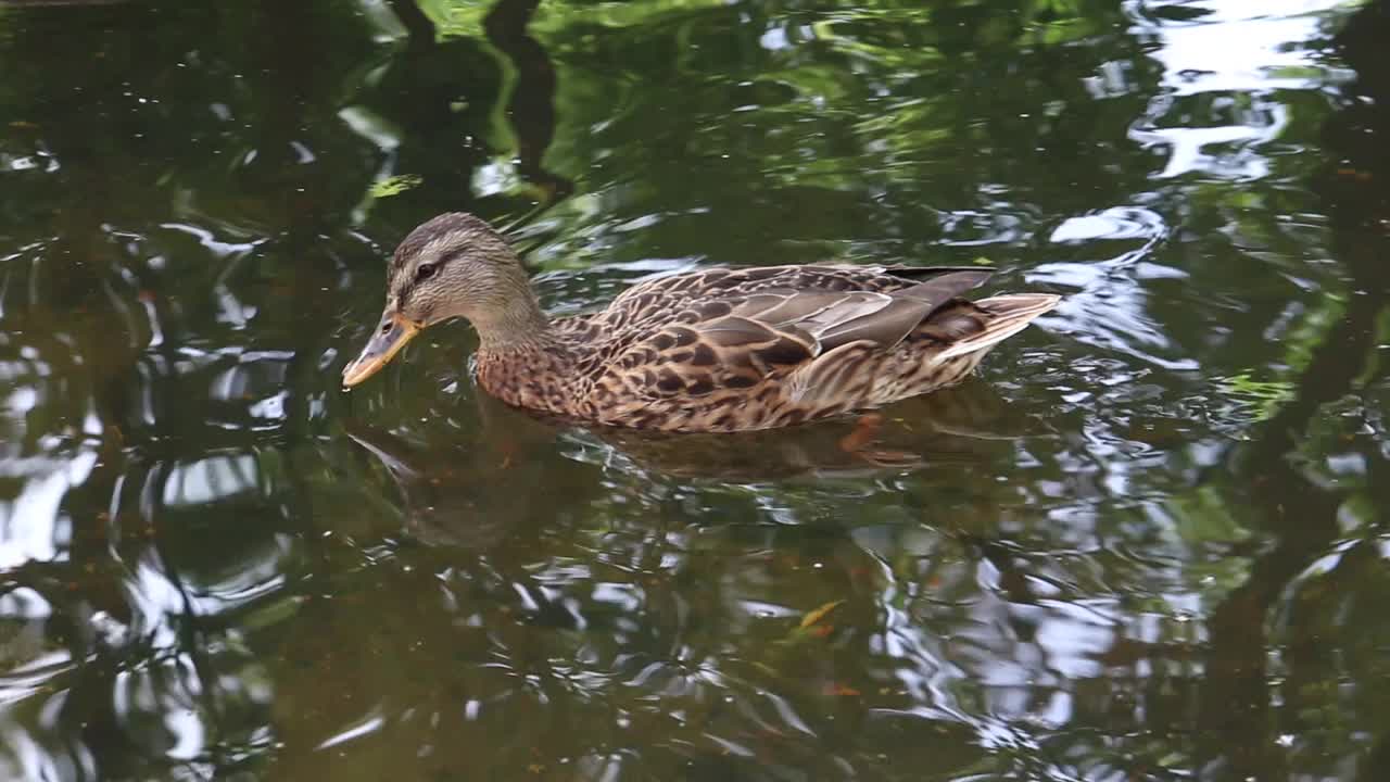 野鸭在湖里游泳。视频下载