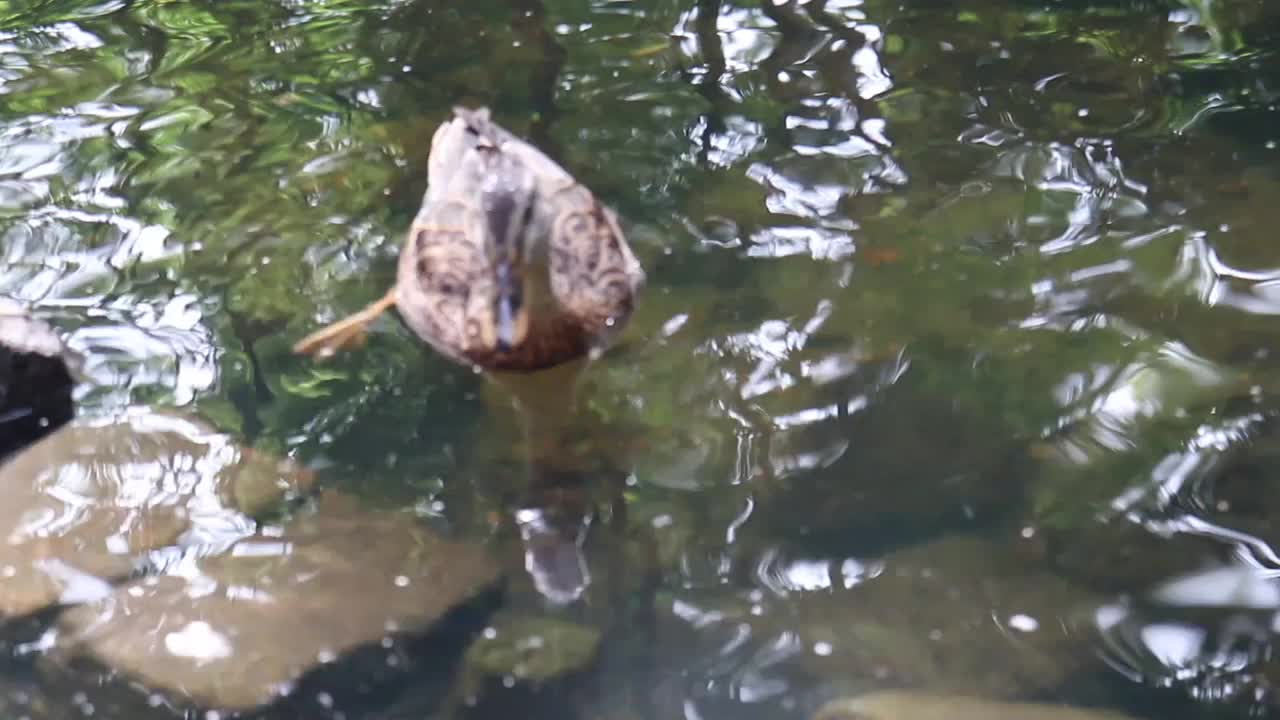 野鸭在湖里游泳。视频素材