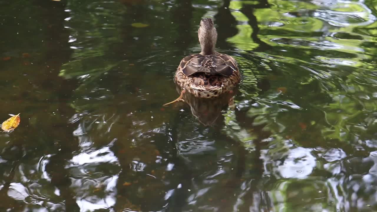 野鸭在湖里游泳。视频素材