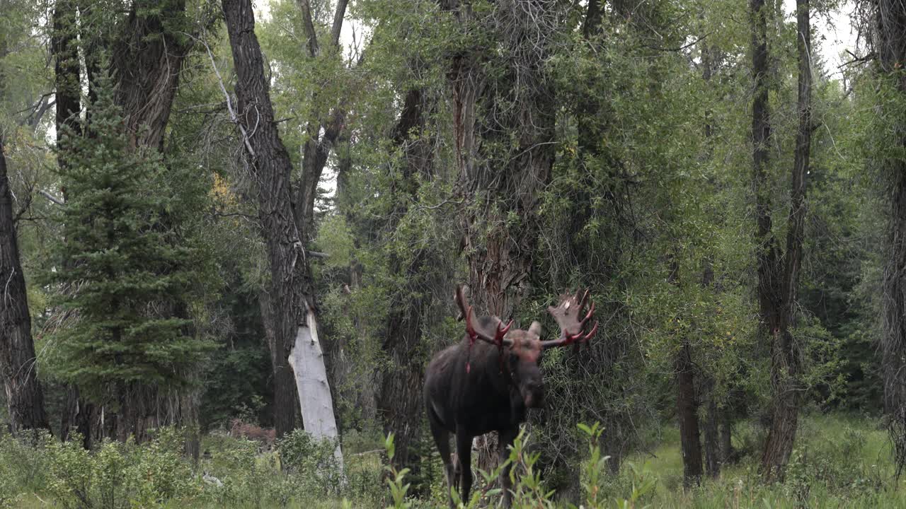 WS 4K拍摄了一个巨大的公驼鹿(Alces Alces)剥离他的天鹅绒和接近相机在日出视频素材