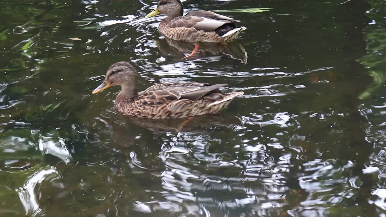 野鸭在湖里游泳。视频下载