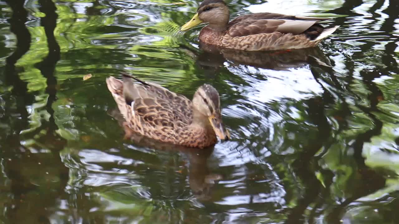 野鸭在湖里游泳。视频下载