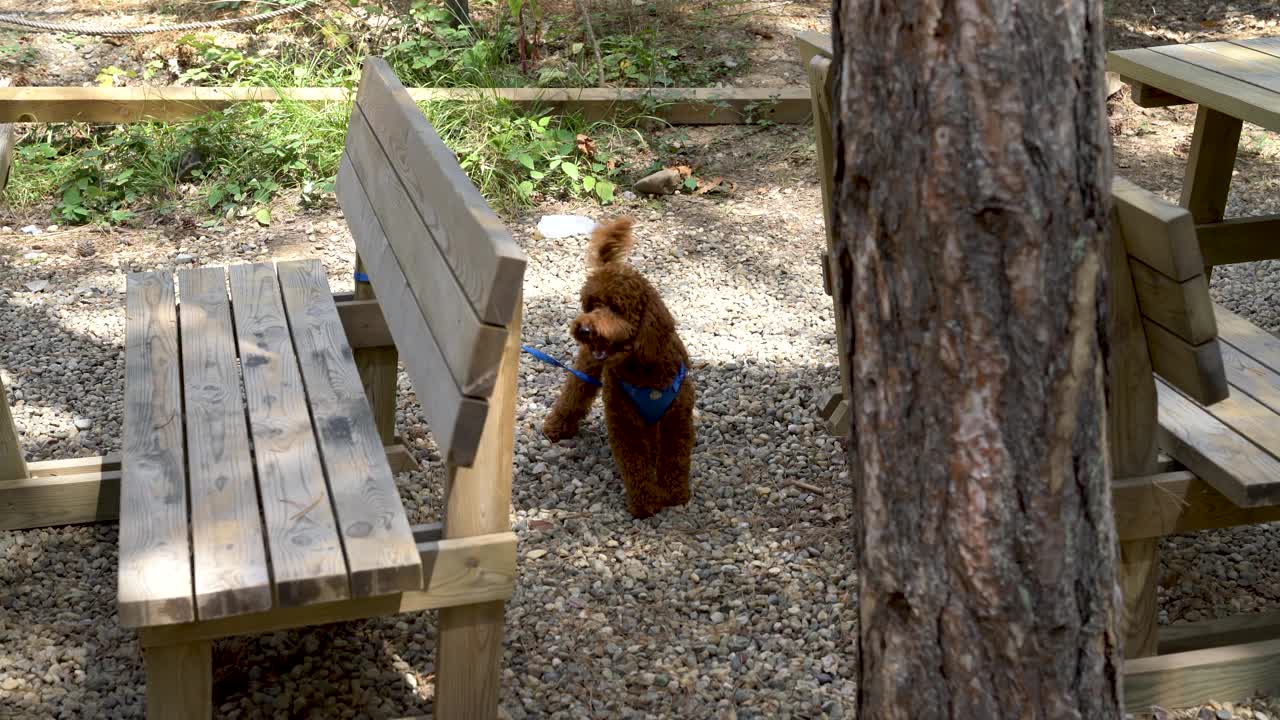 可爱的比雄吠犬系着皮带视频素材