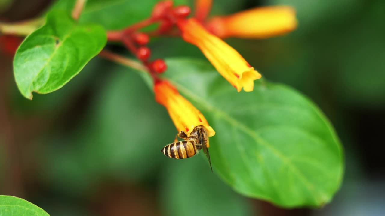 在红发花上采集花粉寻找花蜜的蜜蜂视频素材