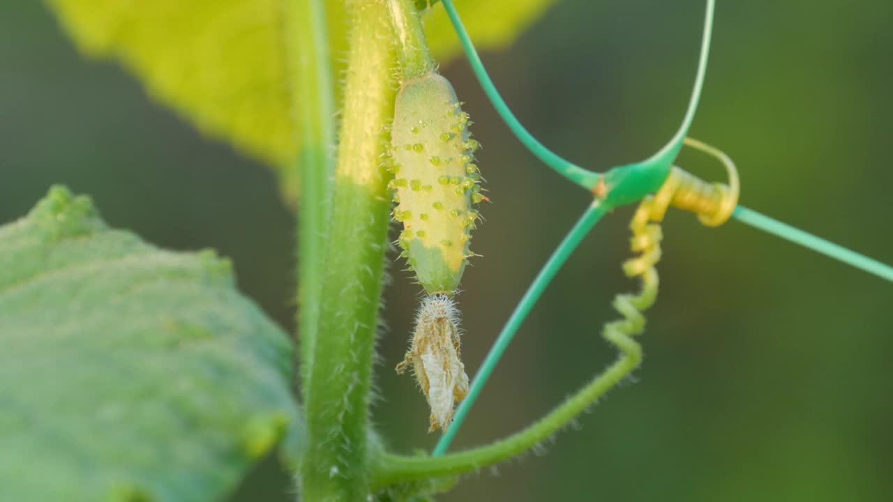 一根绿色的小黄瓜在黄花旁边的植物上生长成熟视频素材