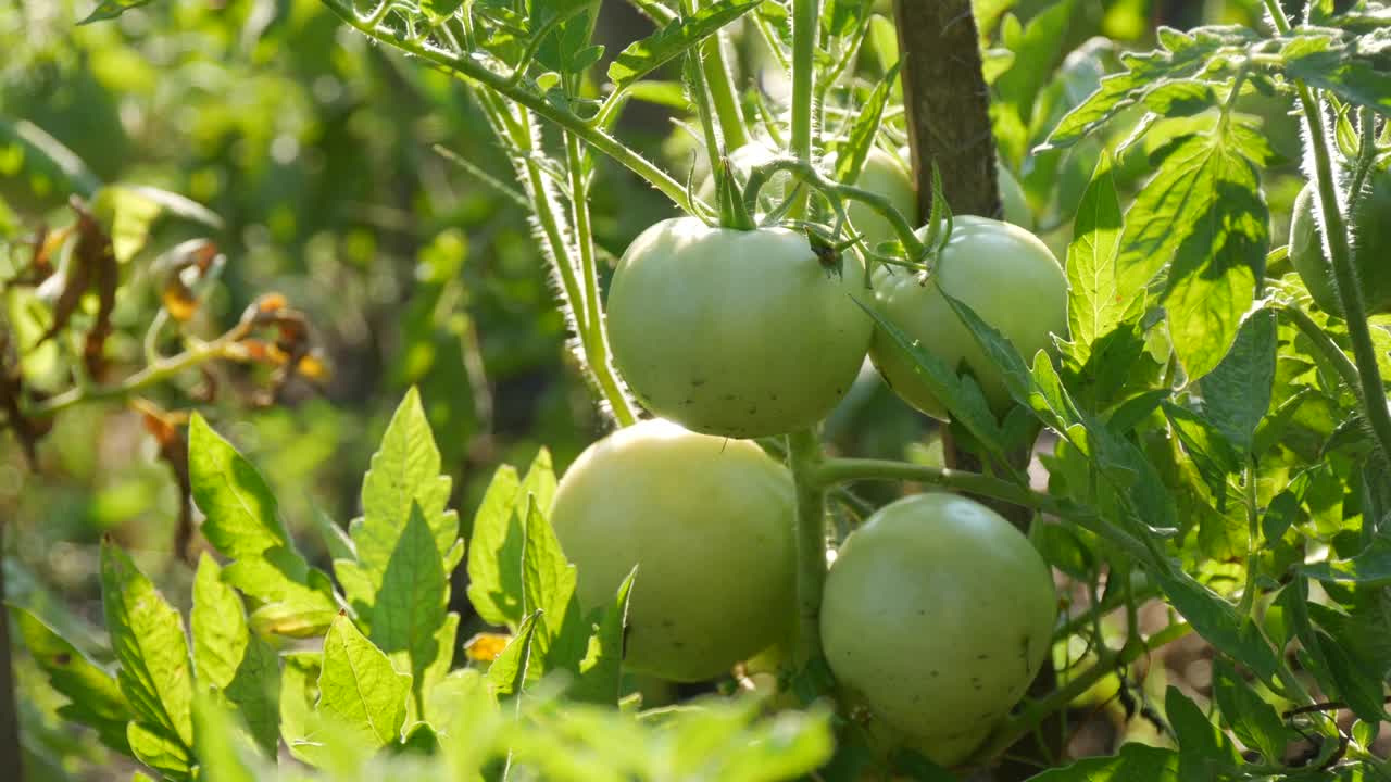 绿色的西红柿果实在蔬菜温室的植物上生长和成熟。生生，栽培叶近观视频素材