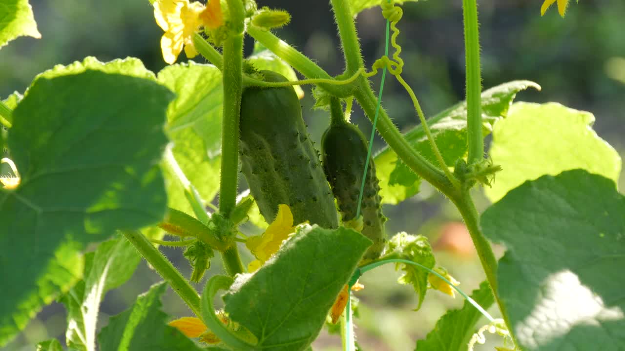 一根绿色的小黄瓜在黄花旁边的植物上生长成熟视频素材