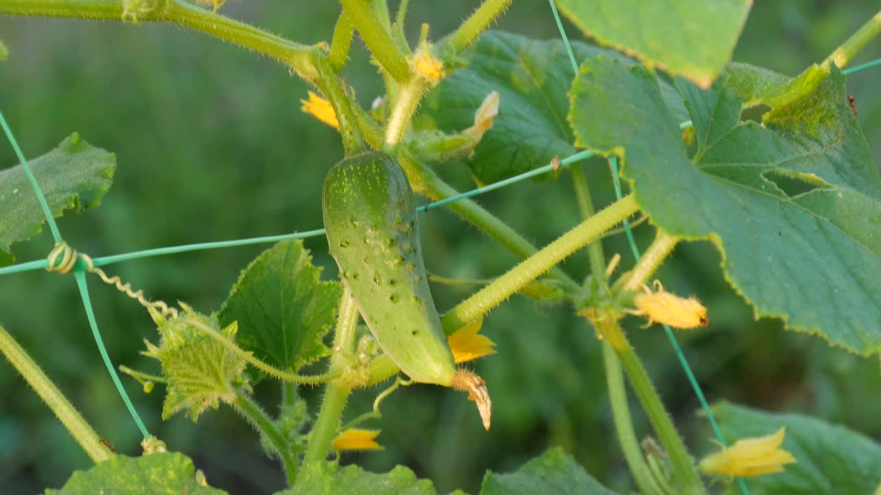 一根绿色的小黄瓜在黄花旁边的植物上生长成熟视频素材