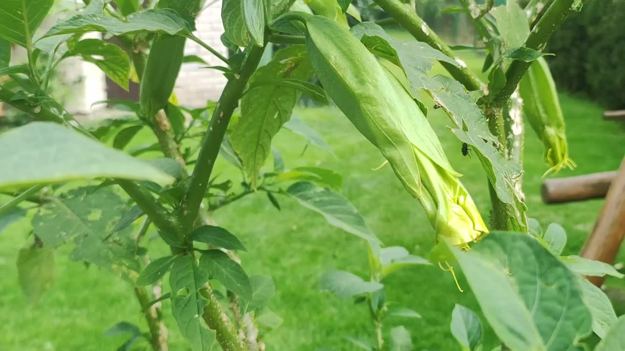 曼陀罗花植物在家庭花园。植物学的概念。园艺布鲁姆户外视频素材