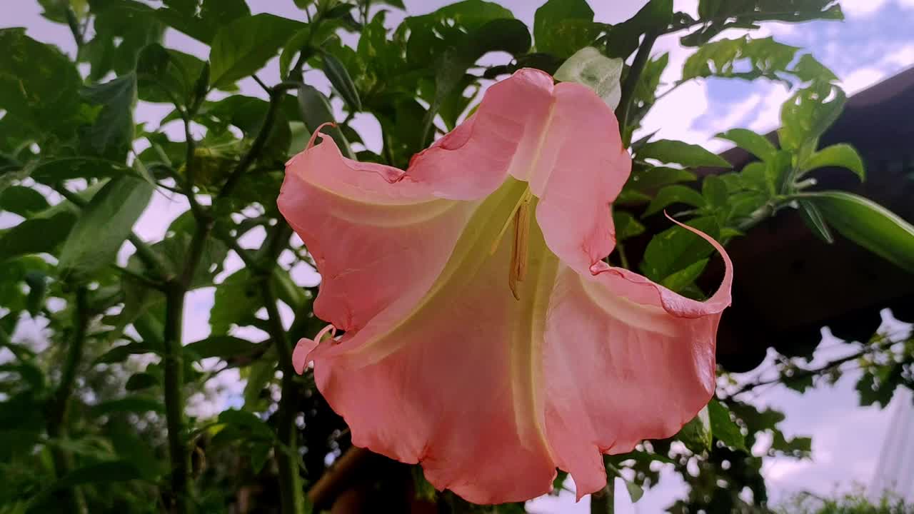 曼陀罗花植物在家庭花园。植物学的概念。园艺布鲁姆户外视频素材