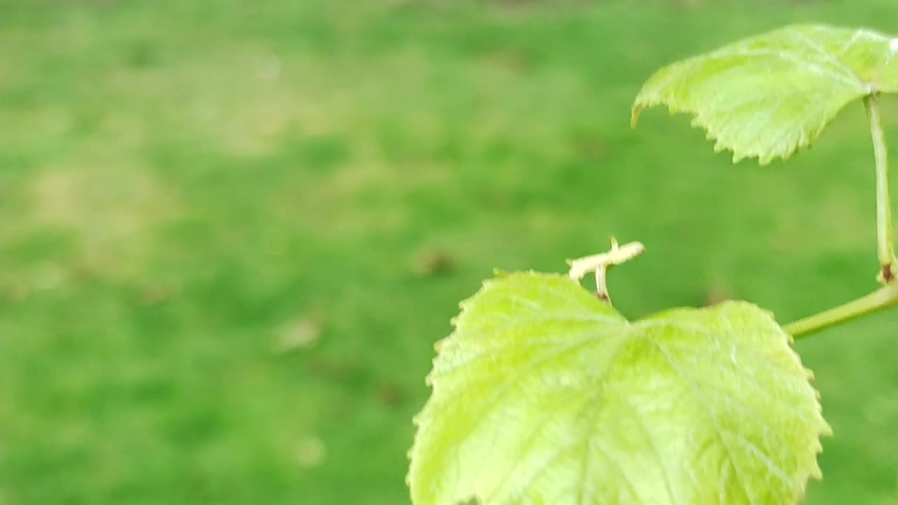 藤叶特写在花园背景视频素材