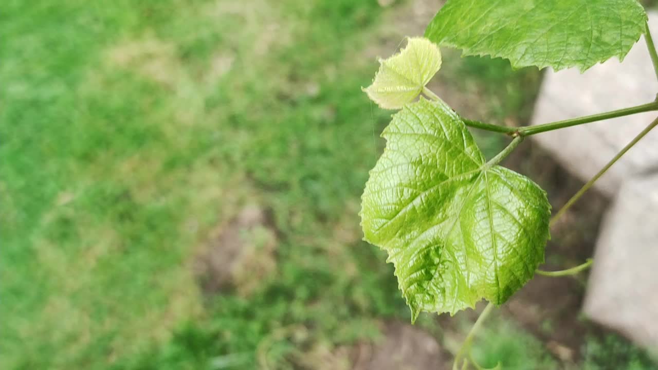 藤叶特写在花园背景视频素材