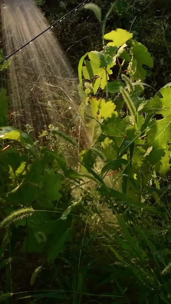 花园葡萄灌丛浇水视频素材