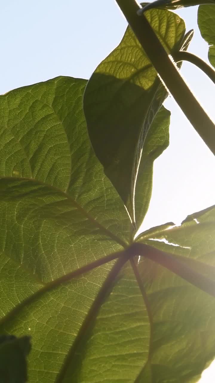 瓢虫在泡桐树上的叶子随风摇曳，飞走了视频素材