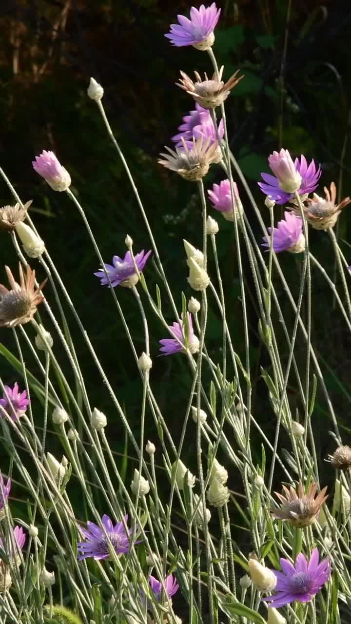 开花长青植物，一年生干菊花视频素材