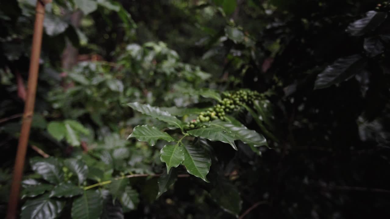 近距离淘选生长在海拔1400-1500米高山上的阿拉比卡咖啡豆视频素材