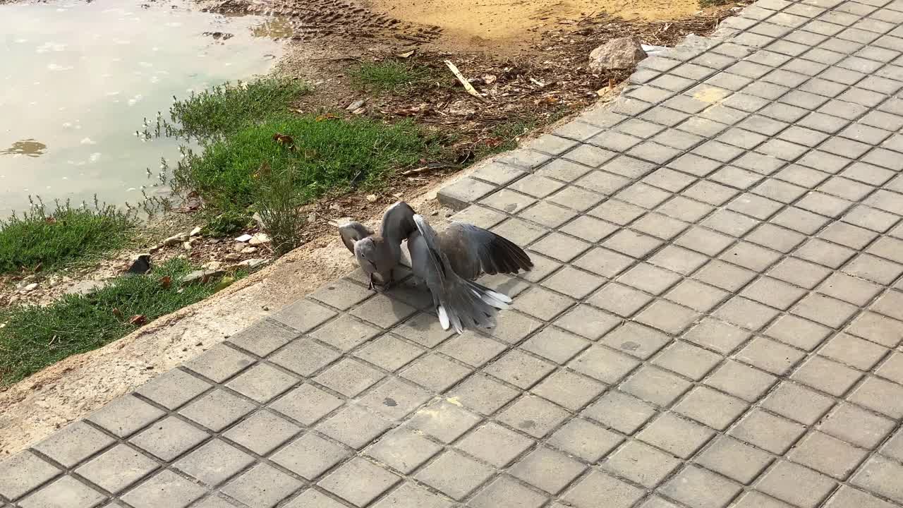 两只鸽子在打架视频素材