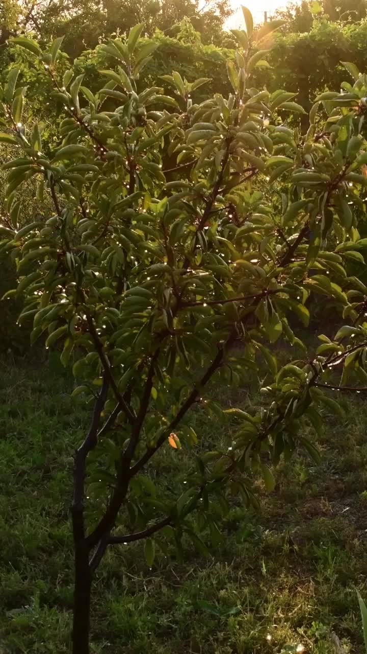 闪亮的水滴在夕阳中浇灌着花园的树视频素材