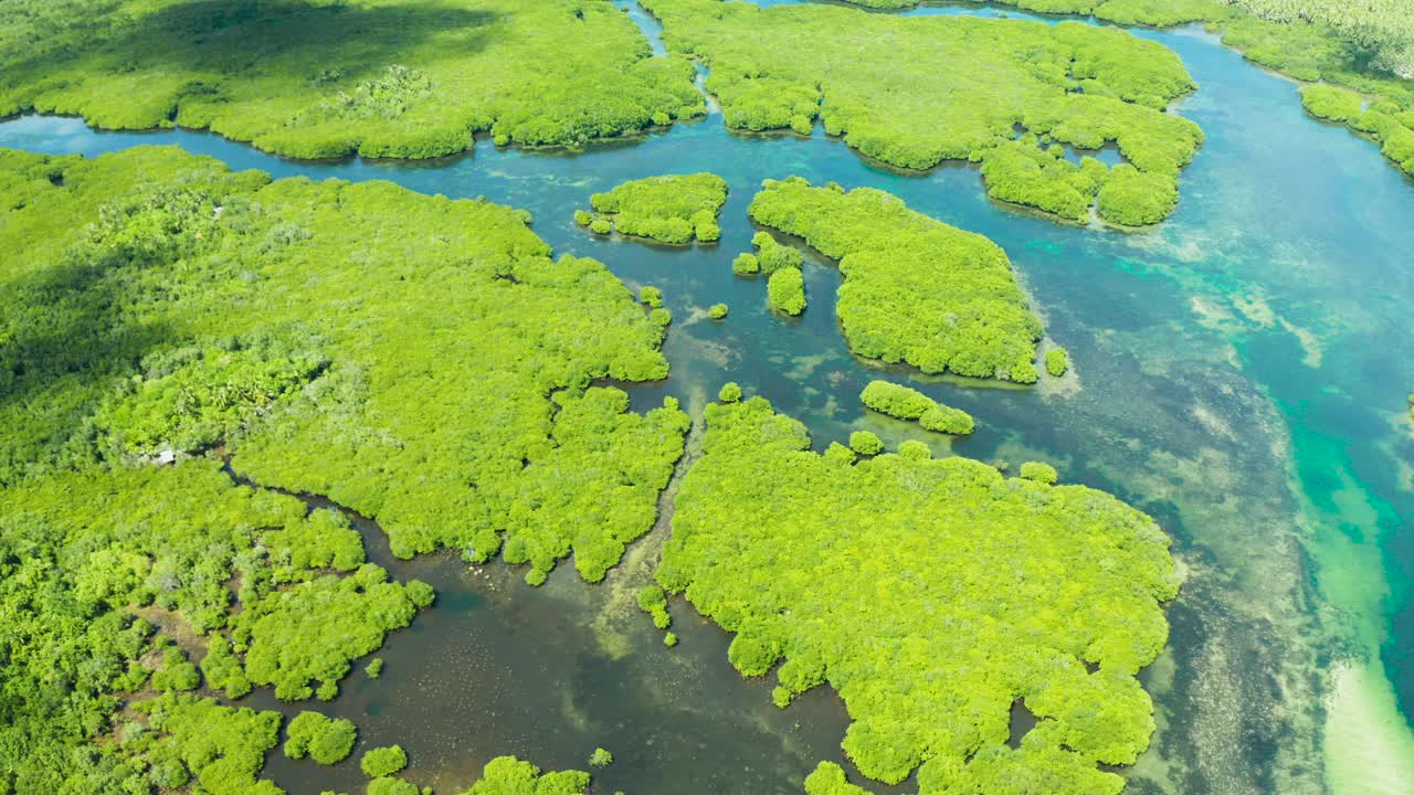 红树林和河流的鸟瞰图视频素材