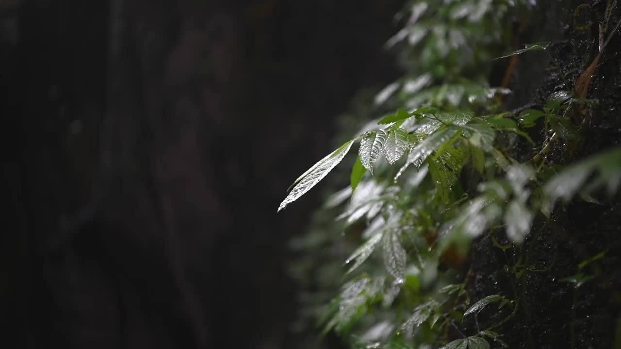 热带雨林和树叶的特写视频视频素材