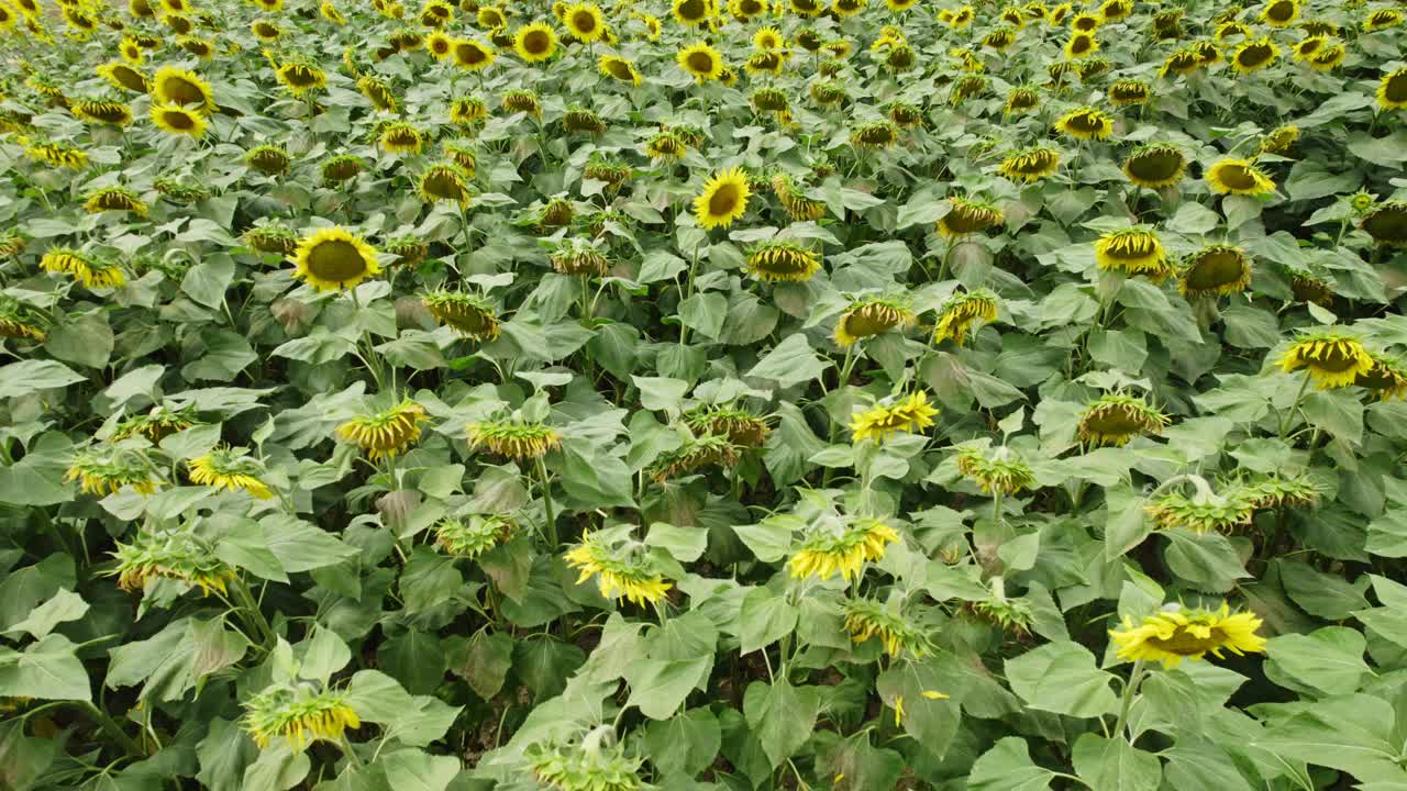 从上面看向日葵田。飞过成熟的向日葵花。视频素材