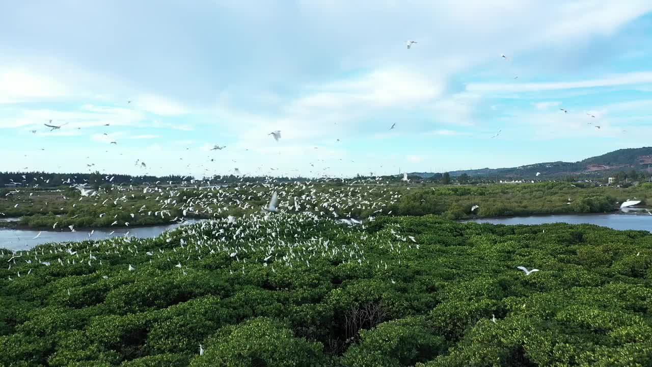 鹳科视频素材