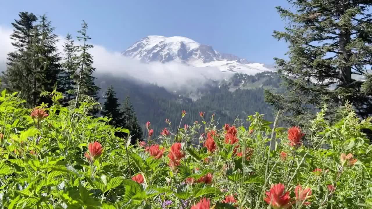 春天的雷尼尔山，野花盛开视频素材