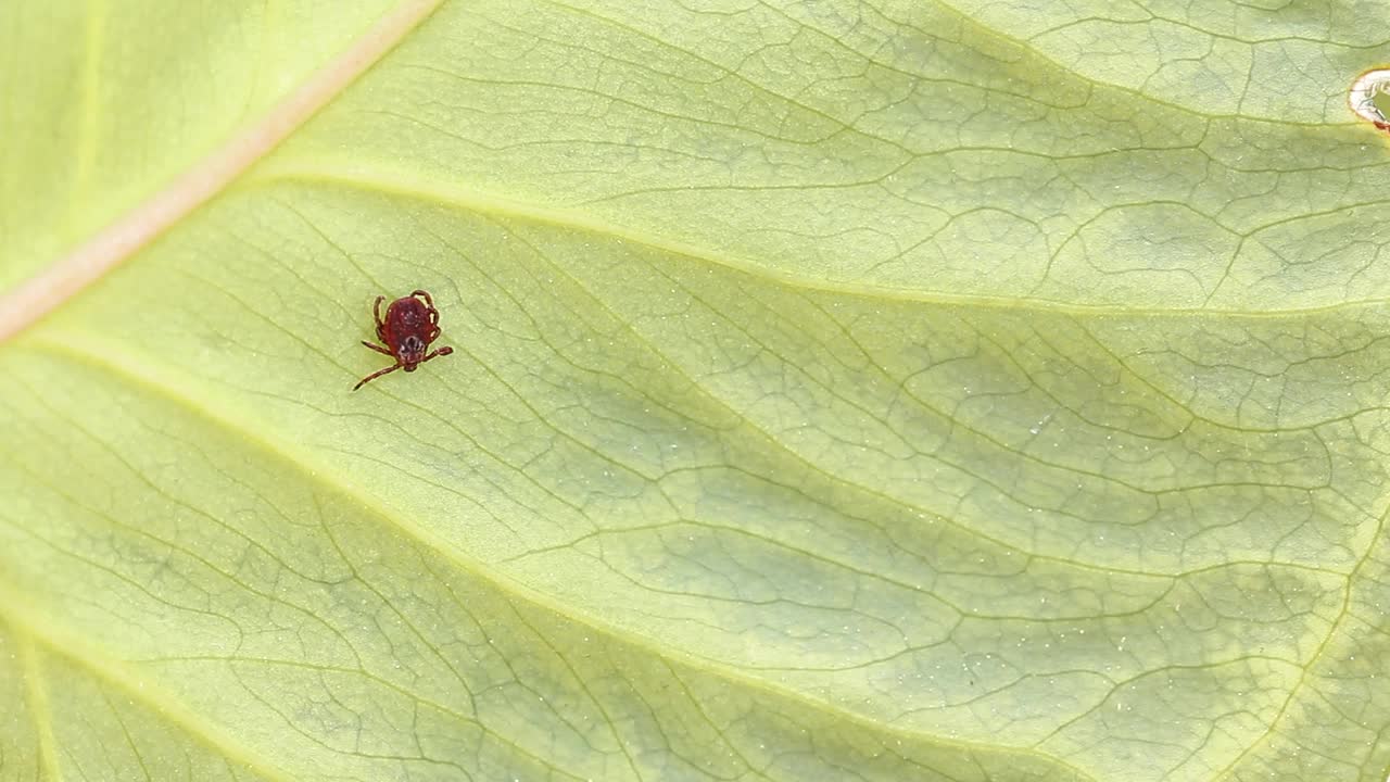 危险的昆虫蜱虫在绿叶上爬行视频素材