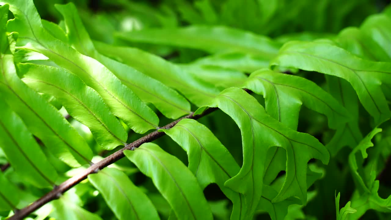 花园中的蕨类植物叶子视频素材