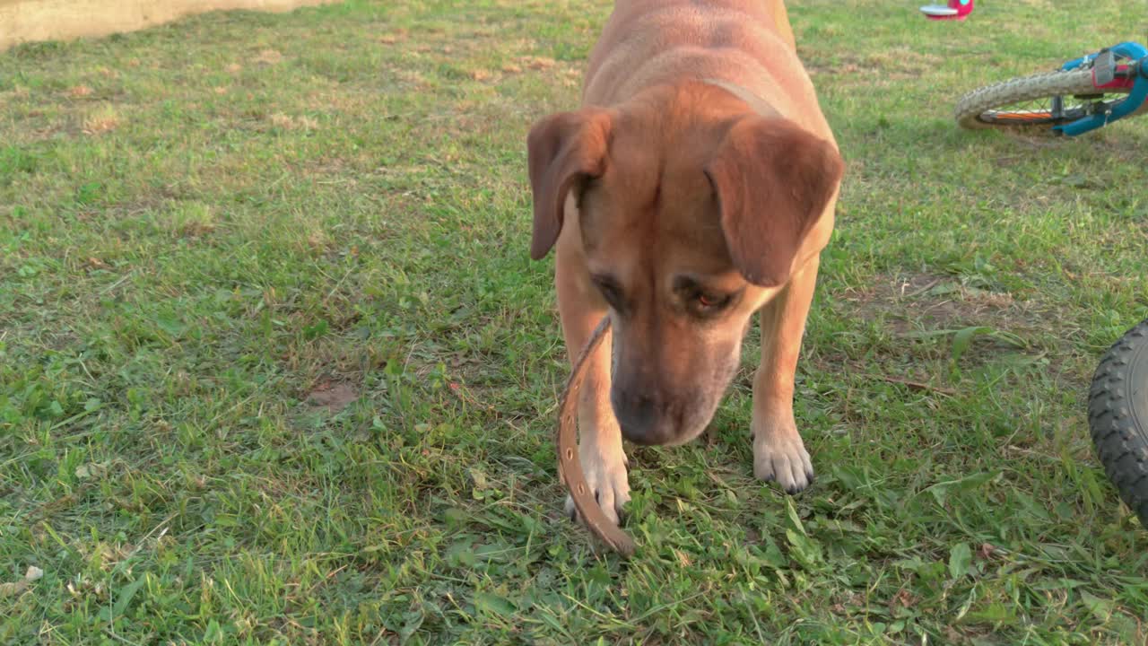 狗棒打视频素材