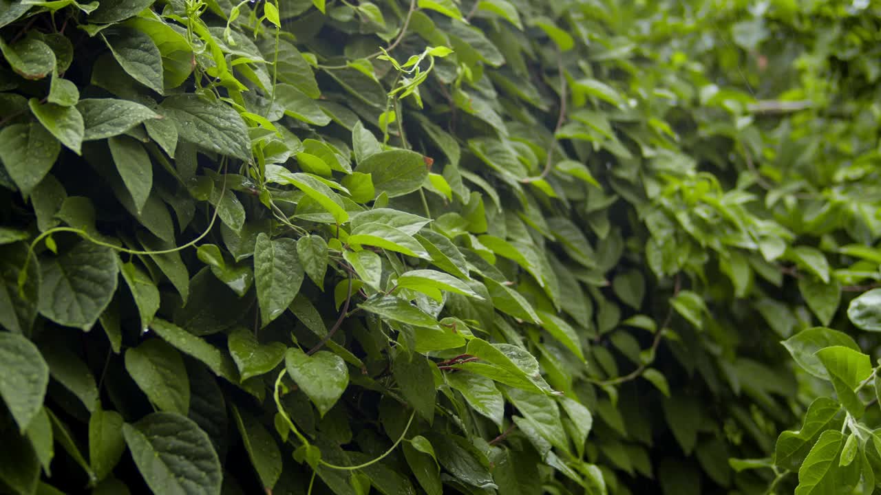 白天户外的绿叶上的特写雨视频素材