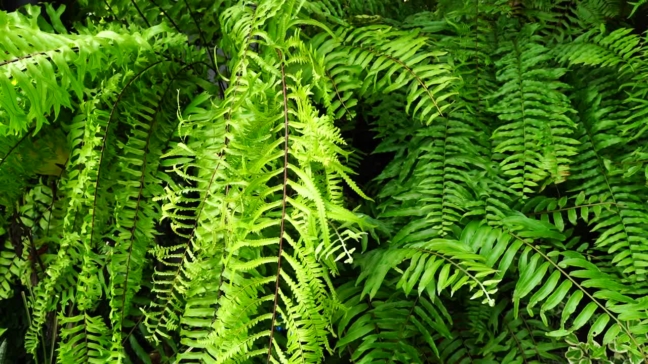 花园中的蕨类植物叶子视频素材