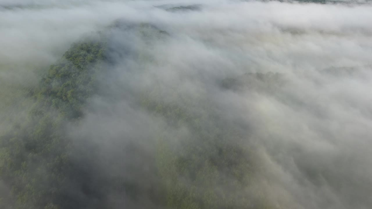 清晨的秋雾笼罩着茂密的森林视频素材