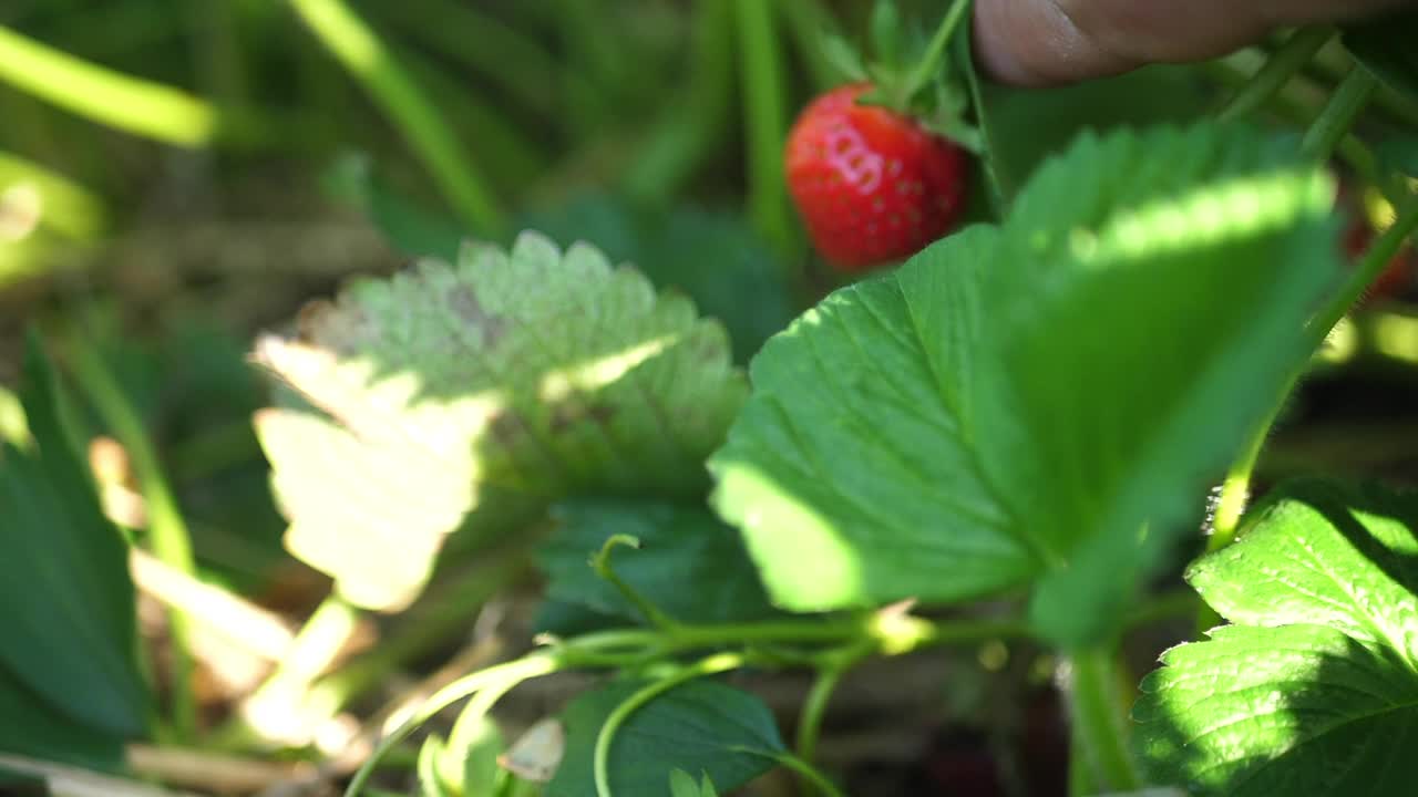 农夫寻找新鲜草莓视频素材