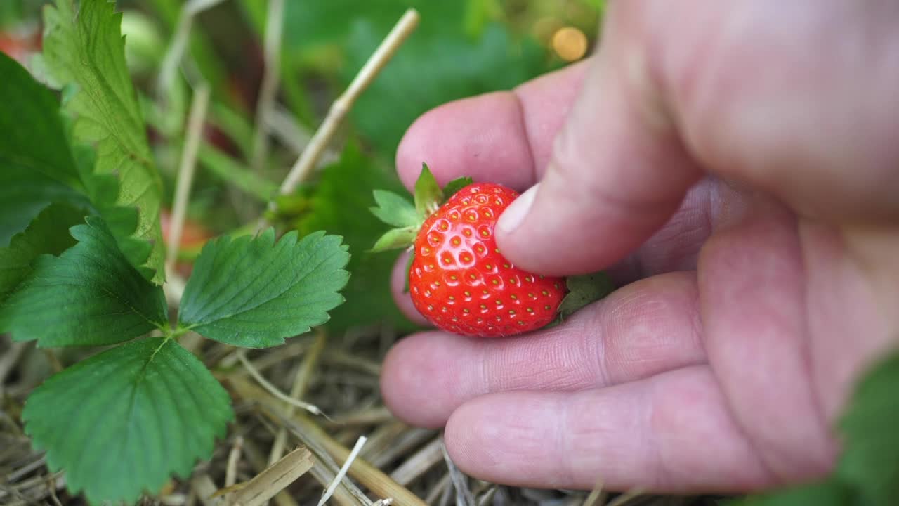 人摘草莓视频下载